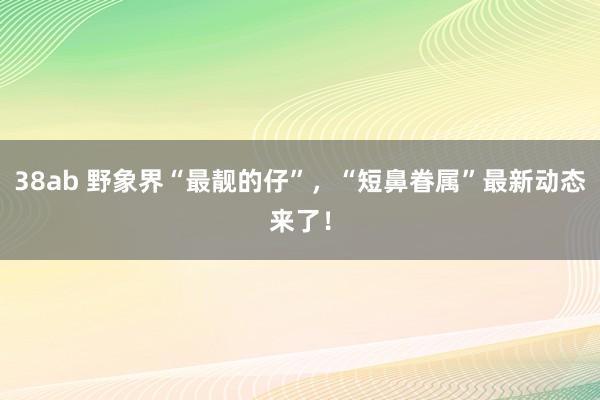 38ab 野象界“最靓的仔”，“短鼻眷属”最新动态来了！